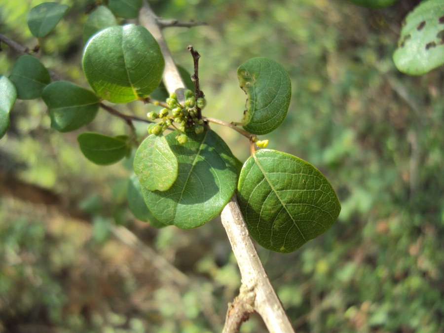 Guggulu — Commiphora wightii