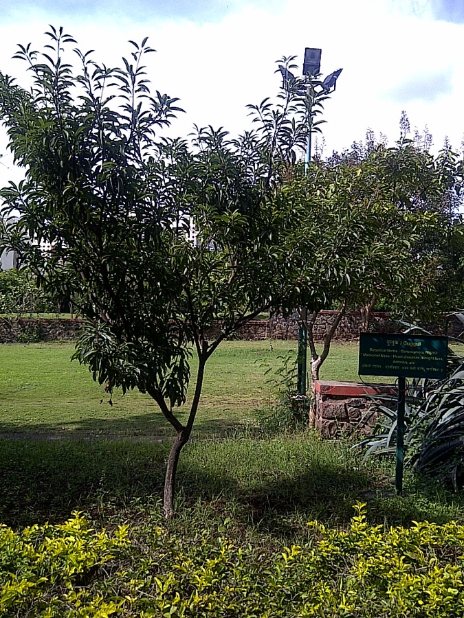 Guggulu — Pune, India