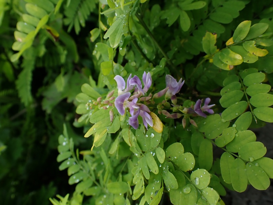 Gunja — ​トウアズキの花（熱帯・亜熱帯都市緑化植物園 植栽）