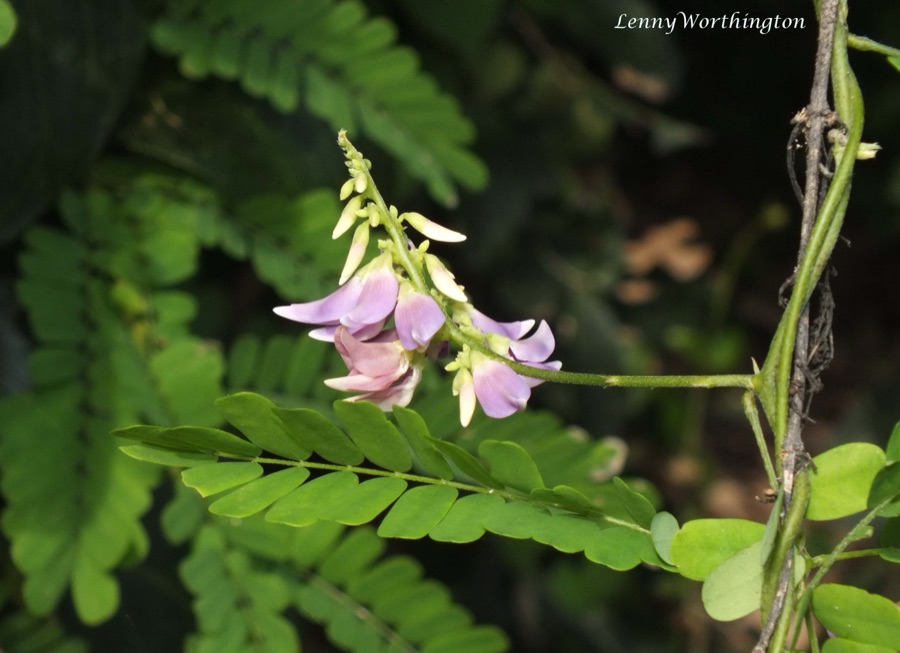 Gunja — Cheelong Chaiyaphum Thailand