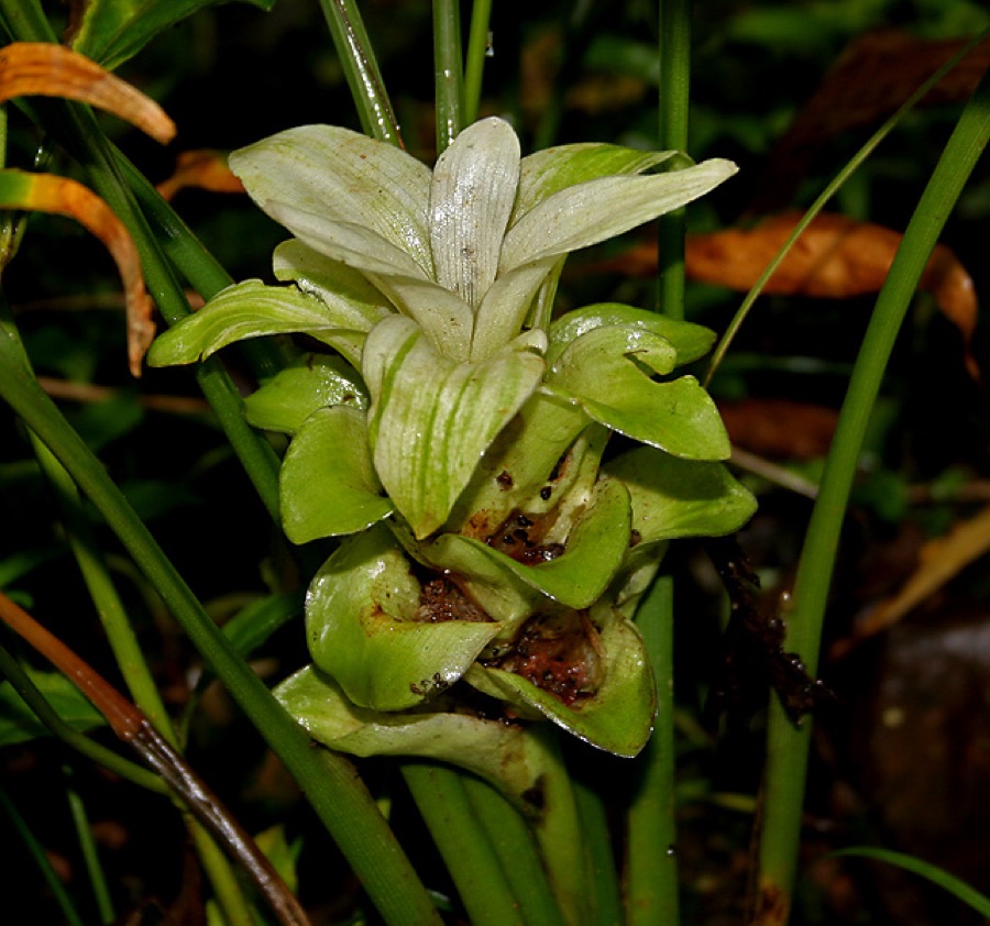 Haridra — Curcuma longa- COMMON TURMERIC, Turmeric • Assamese: হালধি, Halodhi • Bengali: হলুদ Halud • Gujarati: હળદર Haldar • Hindi: हल्दी Haldi • Kannada: Arishina, Arisina • Malayalam: മഞ്ഞള്‍, Manjal • Marathi: हळद Halad • Nepa