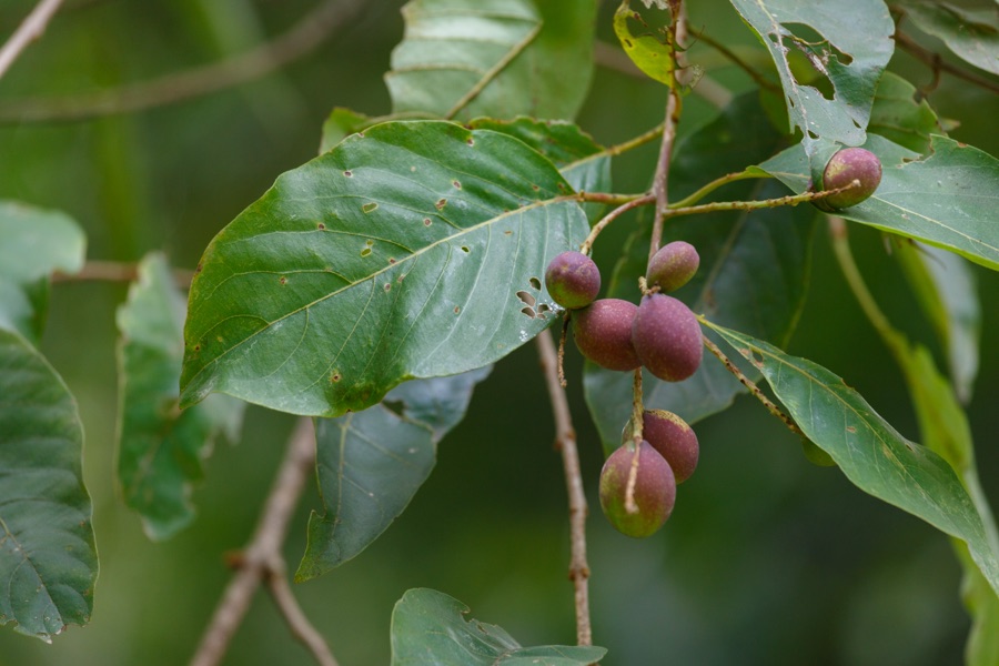 Haritaki — 诃子（学名：Terminalia chebula），摄于广州华南植物园