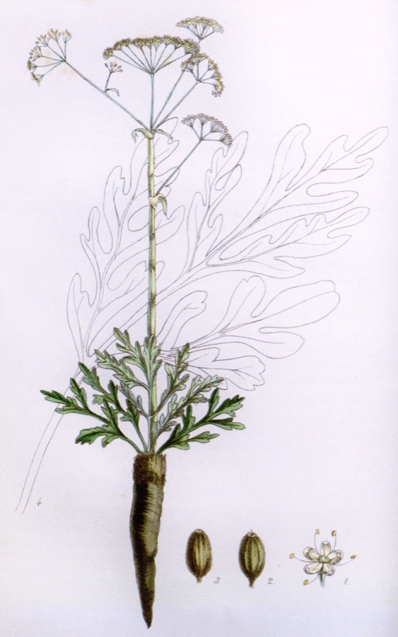 Hingu — This file comes from the Biodiversity Heritage Library.