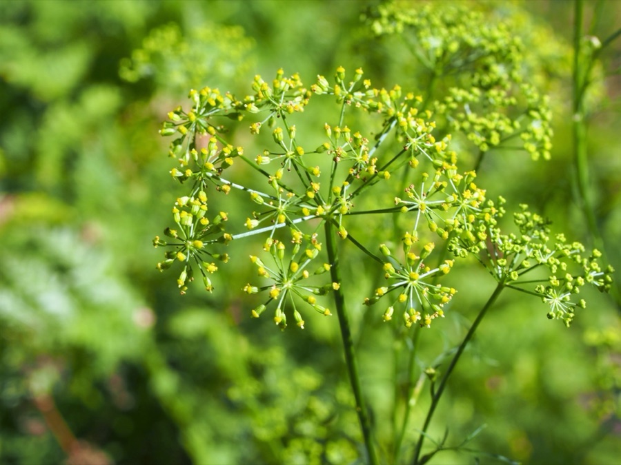 Hingu — Ferula assa-foetida cultivated in Wrocław University Botanical Garden, Wrocław, Poland.