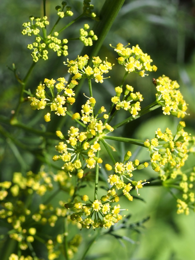 Hingu — Ferula assa-foetida cultivated in Wrocław University Botanical Garden, Wrocław, Poland.
