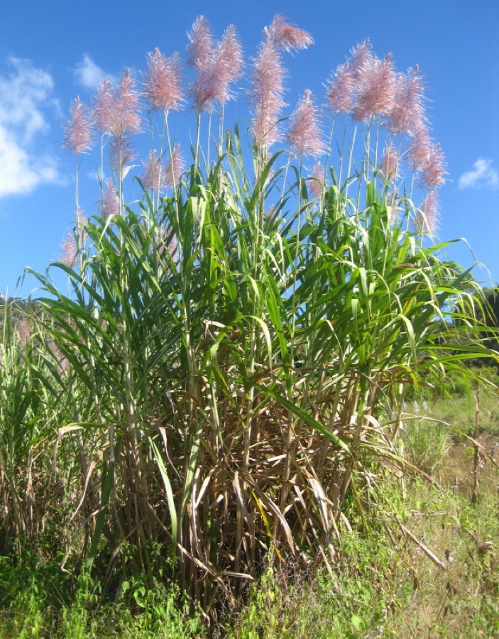 Ikshu — Flowering thick-stemmed sugar cane (Saccharum officinarum), Zembe, Manica province, Mozambique.