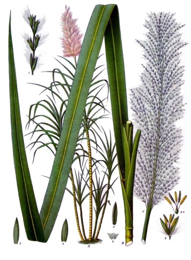 Ikshu — Sugar cane. A plant, very reduced; B stem piece with leaf, reduced; C flower wasp, desi. ; 1 part of a panicle strip, enlarged; 2 flowers, the like; 2a flowers without skins, the like. ; 3 deck shells, desgl.; 4 lower co