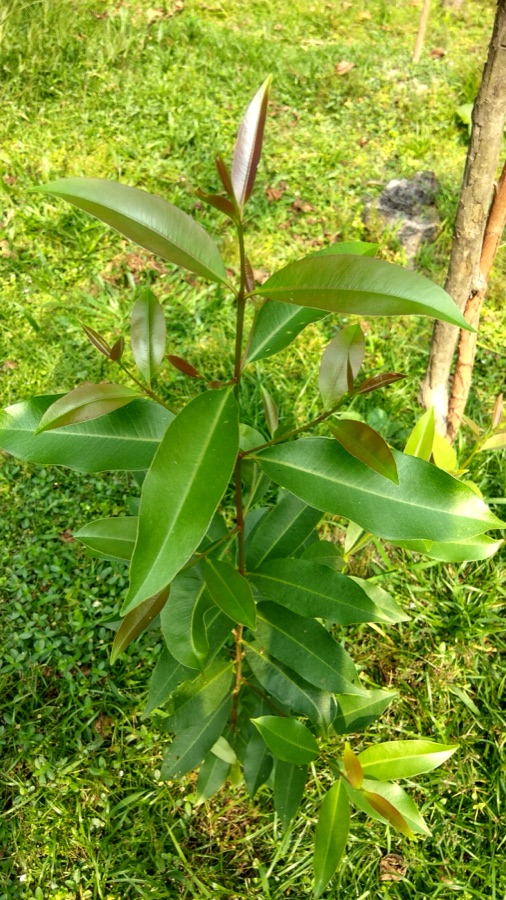Jambu — Syzygium cumini tree