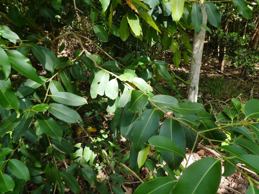 Jambu — Java plum (Syzygium cumini) in Australia