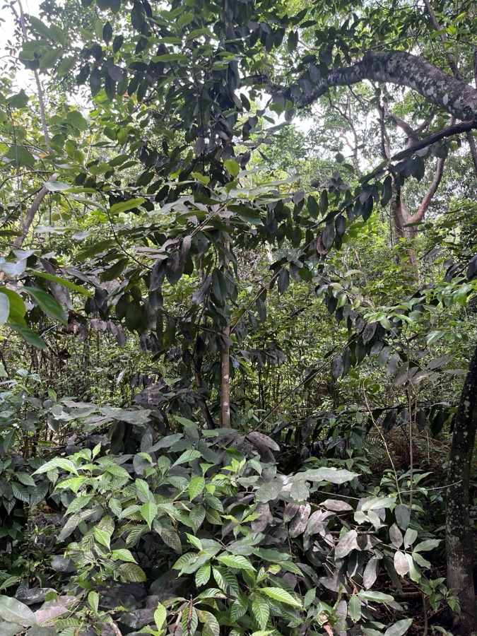 Jambu — Java plum (Syzygium cumini) in the United States