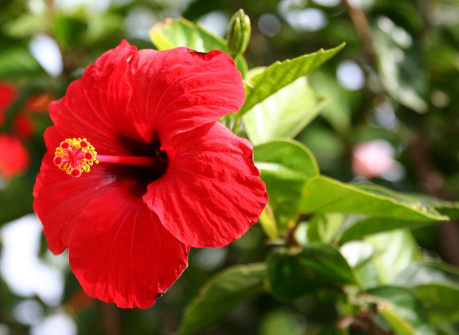 Japa — Hibiscus 'Brilliant'