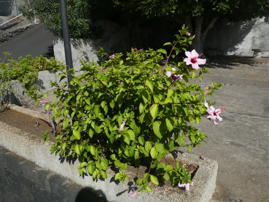 Japa — Hibiscus rosa-sinensis, Las Indias (Fuencaliente de la Palma, Canaries, Spain)