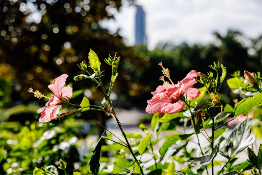 Japa — Hibiscus rosa-sinensis
