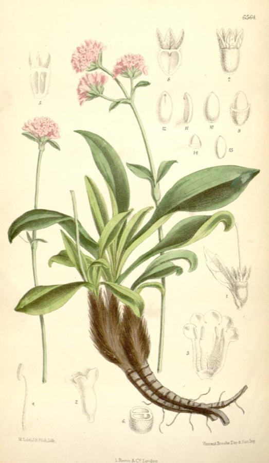 Jatamansi — Illustration of Nardostachys grandiflora