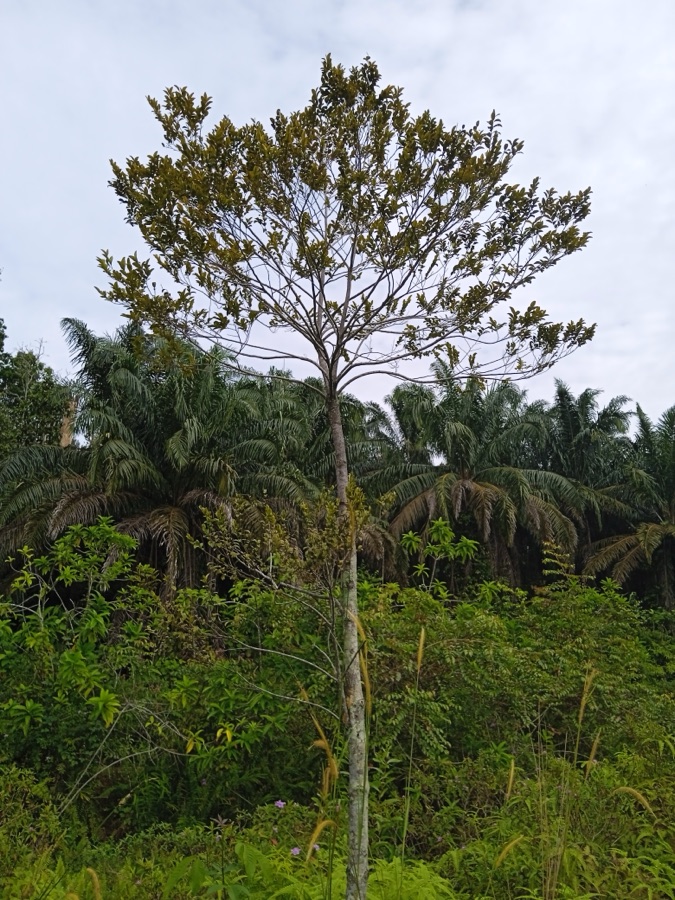 Jatiphala — Myristica fragrans di lembah sungai Subang, dekat Elmina Barat, dalam Seksyen U15 Shah Alam, Selangor