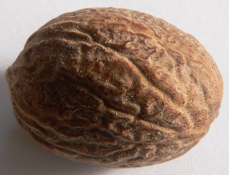 Jatiphala — Nutmeg