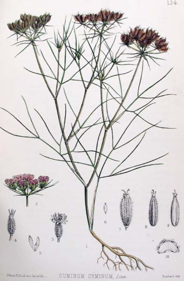 Jeeraka — Cumin Cuminum cyminum