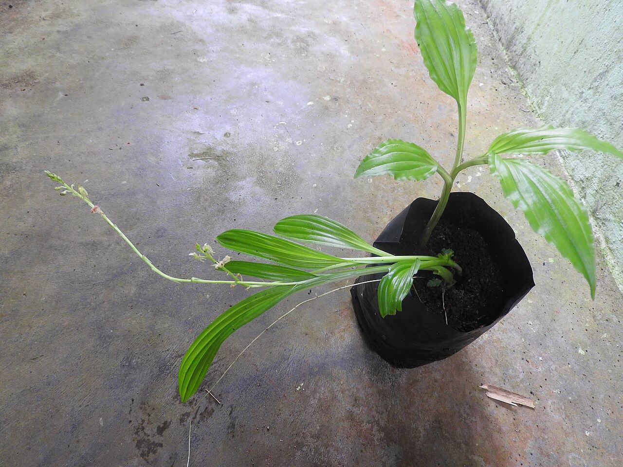Jivaka — Orchidaceae-Herb,terrestrial,flowers yellowish green with purple centre.