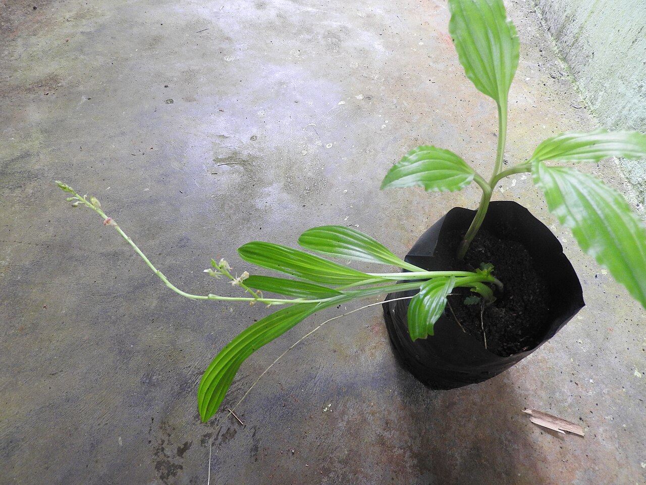 Jivaka — Orchidaceae-Herb,terrestrial,flowers yellowish green with purple centre.
