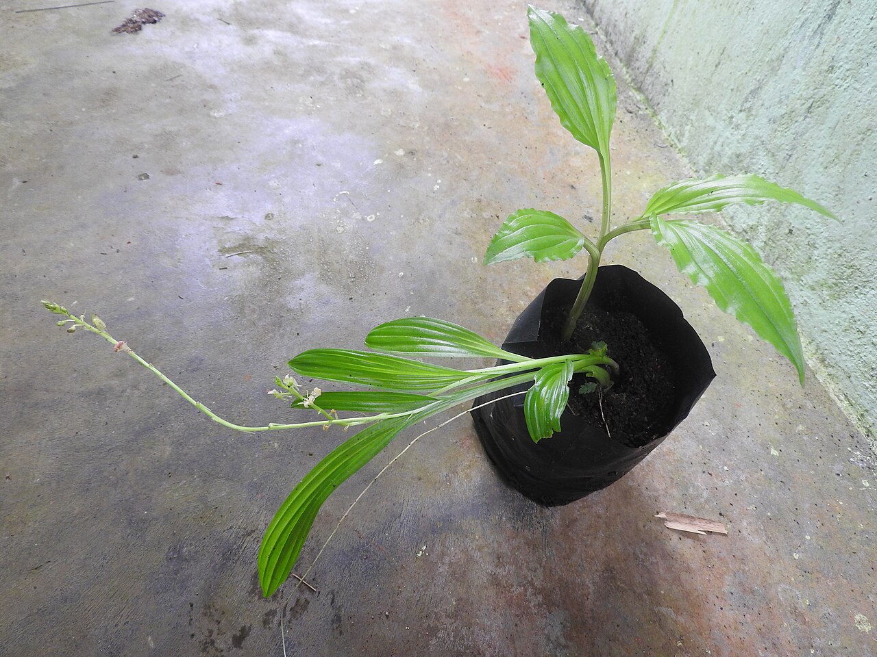 Jivaka — Orchidaceae-Herb,terrestrial,flowers yellowish green with purple centre.