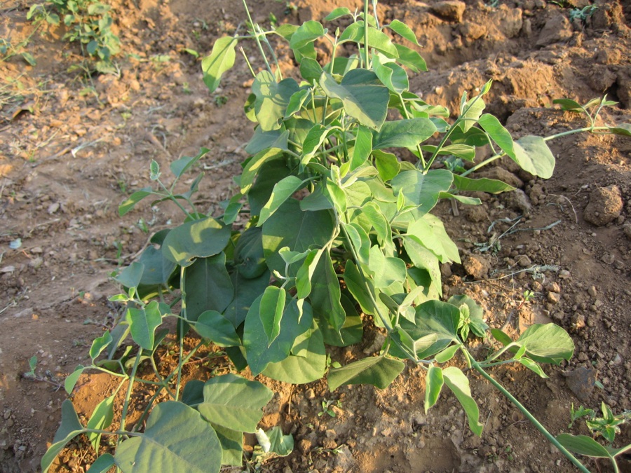 Jivanti — Asclepiadaceae Dodabel , Cultivated, stem used in crease the milk yield.