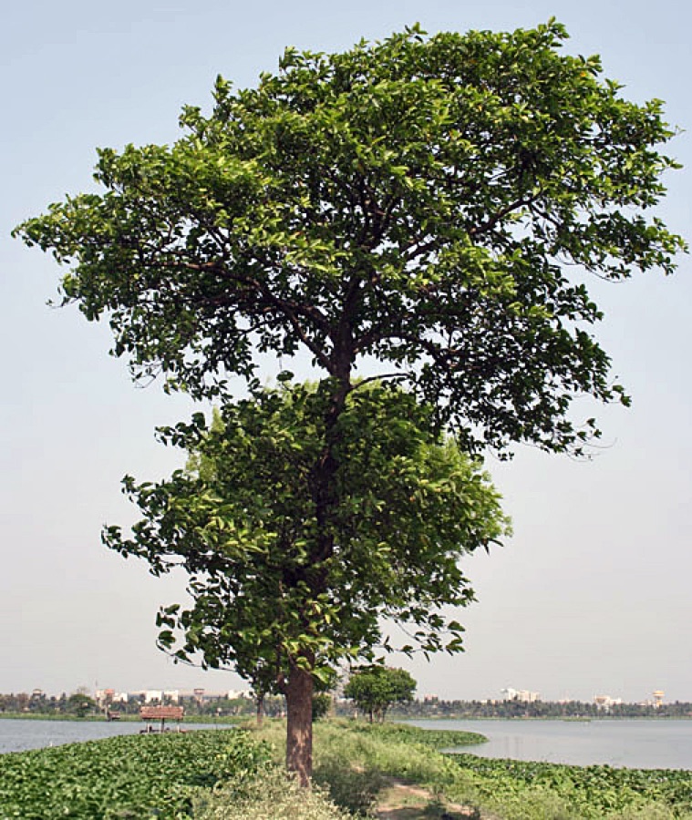 Kadamba — Kadamb Neolamarckia cadamba in Kolkata, West Bengal, India.