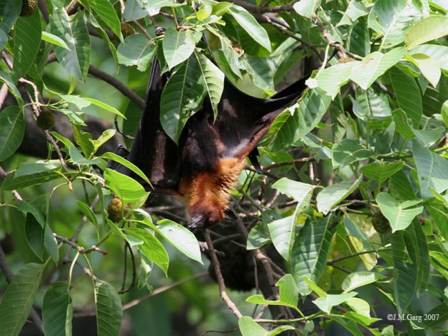 Kadamba — Kadam Neolamarckia cadamba in Kolkata, West Bengal, India.