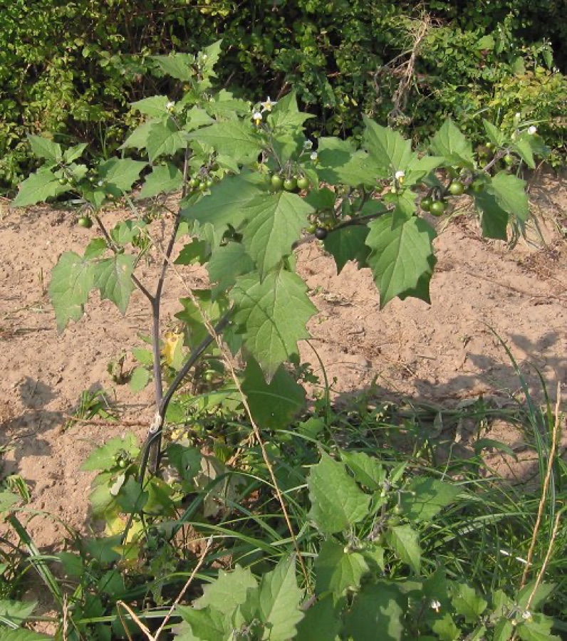 Kakamachi — Solanum nigrum L.