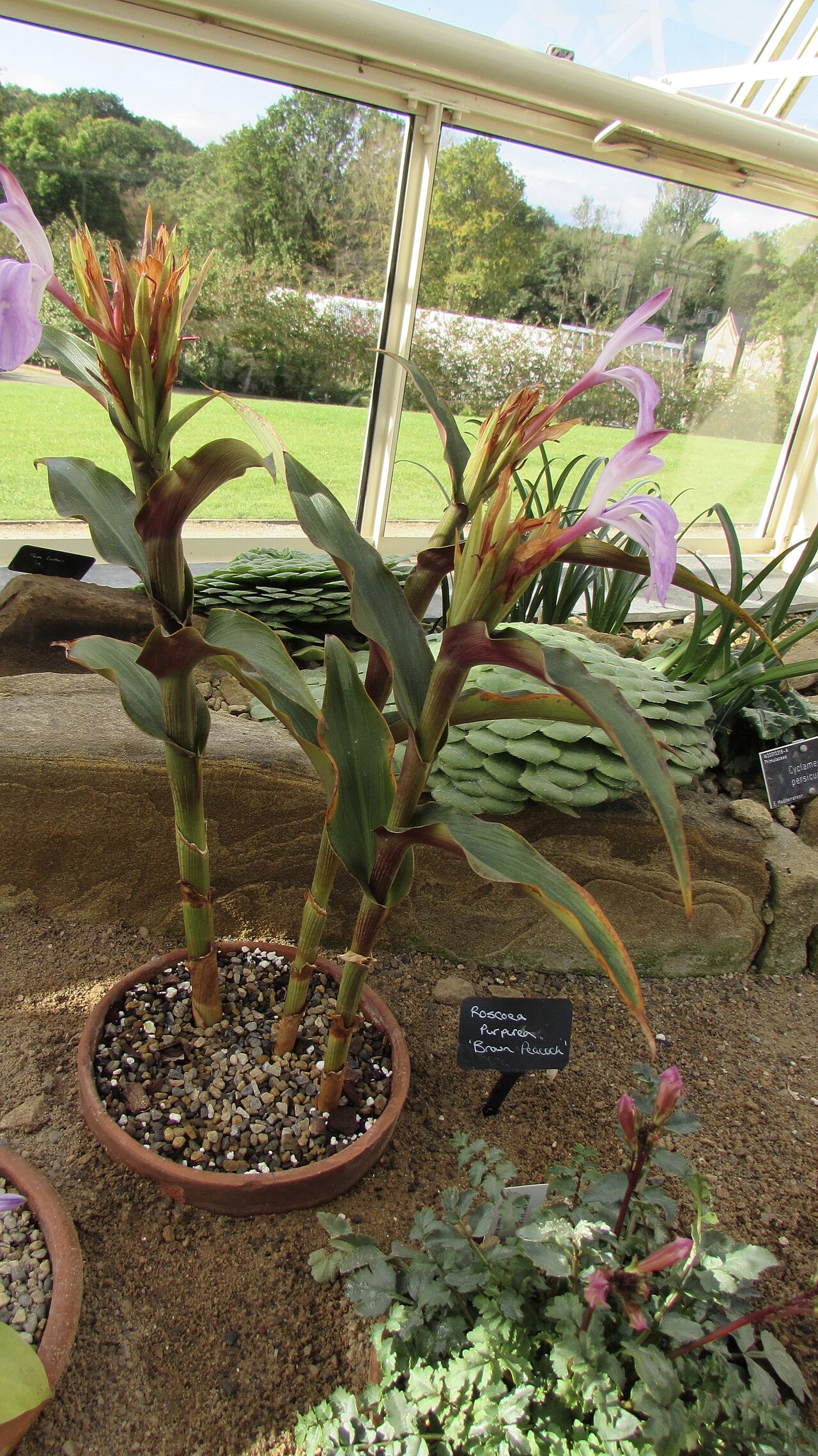Kakoli — A flowering Roscoea purpurea ‘Brown Peacock’ in the Alpine House at RHS Harlow Carr. A surprisingly hardy plant from the Himalayas closely related to the Zingiberacae