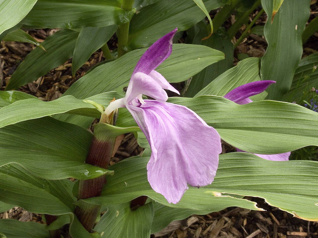 Kakoli — Roscoea purpurea 'Dalai Lama', growing in the collection of Roland Bream, UK National Collection Holder, Harnage, Shropshire