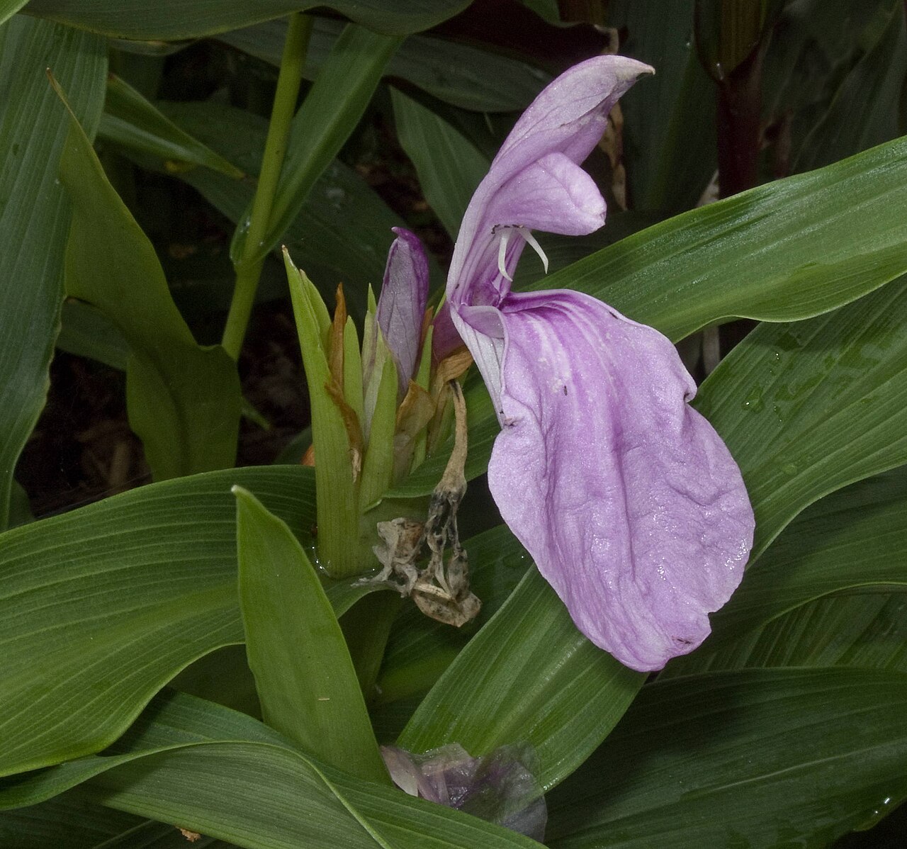 Kakoli — Roscoea purpurea 'Nico', growing in the collection of Roland Bream, UK National Collection Holder, Harnage, Shropshire