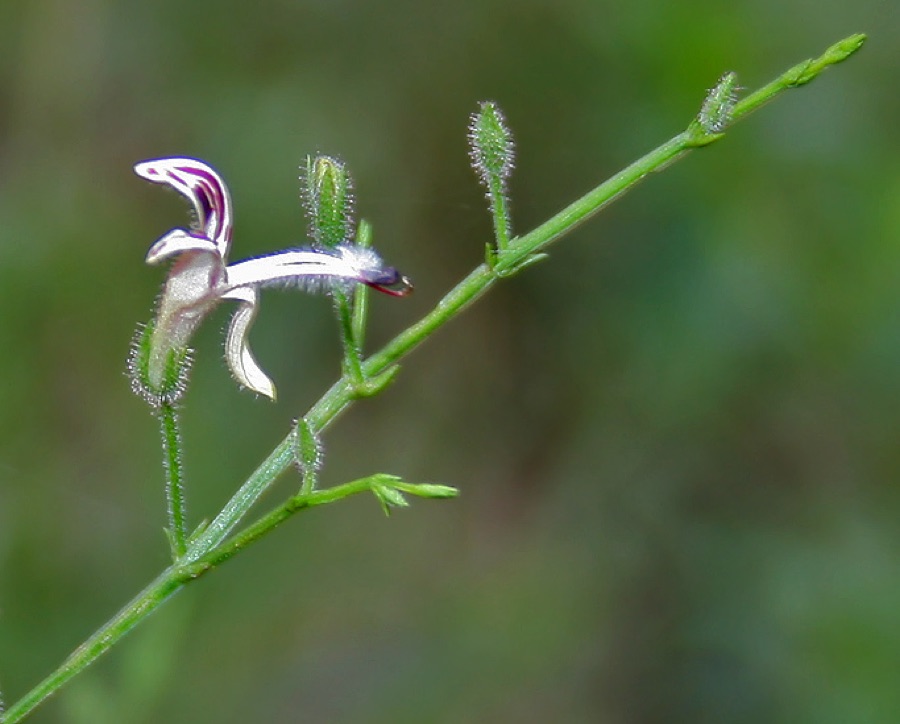Kalmegha — Kalpa/ Kalmegh/ Maha-tita/ Bhui-neem/ Sirunangai Andrographis paniculata in Narsapur, Andhra Pradesh, India.