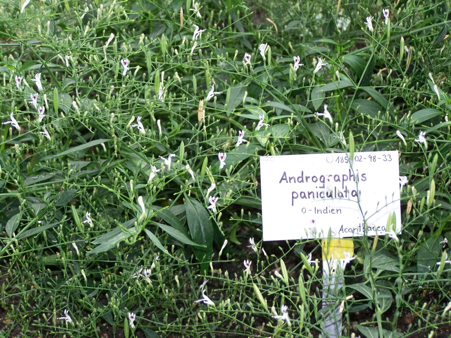 Kalmegha — Andrographis paniculata, Botanischer Garten Berlin