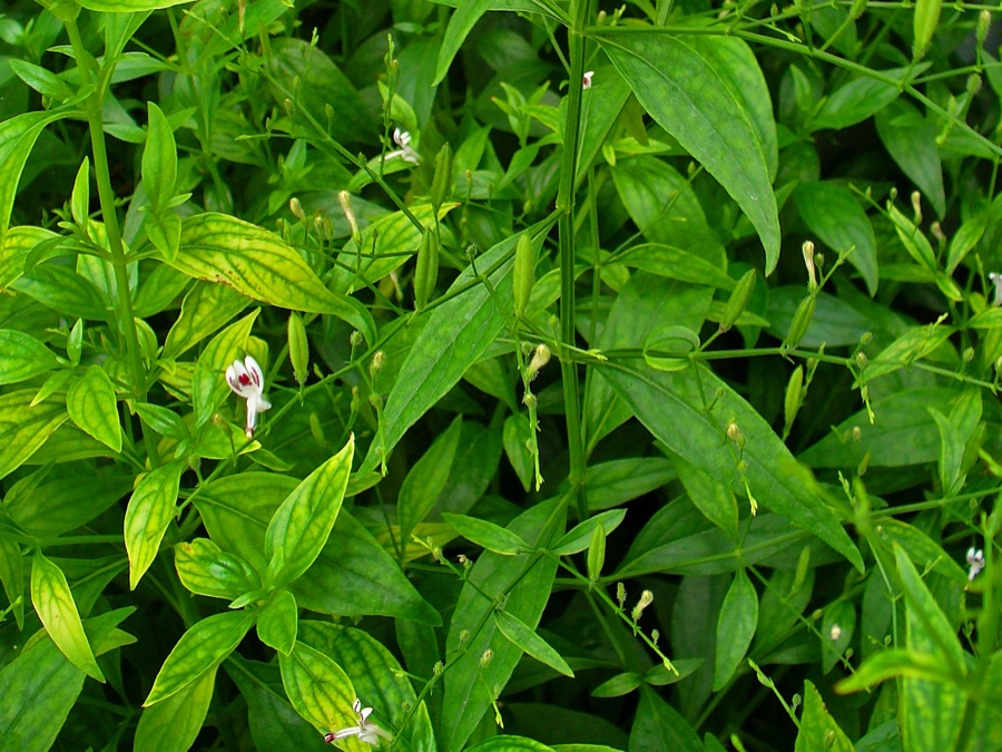 Kalmegha — Andrographis paniculata in habit — the whole plant, at the Botanical Garden KIT, Karlsruhe. Known as Green Chirayta, Creat and King of Bitters for its intense tikta rasa. The uploader's caption described its use in homeopathy, a different system from Ayurveda; what Kalmegha is in Dravyaguna is set out below.