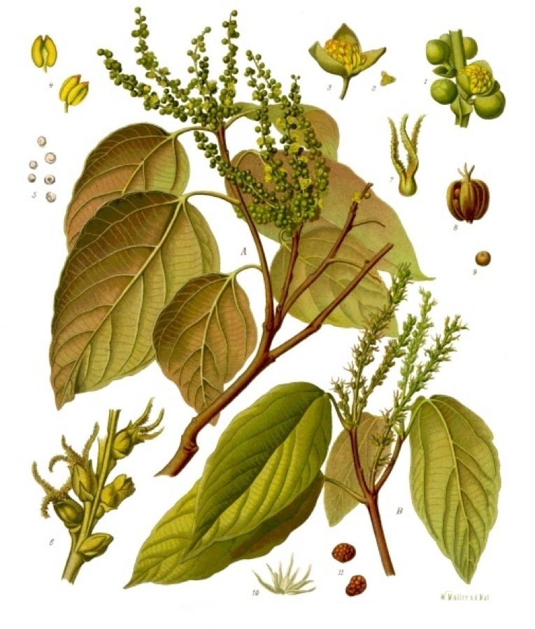 Kampillaka — Kamala Baum. A männlicher, B weiblicher Blüthenzweig in nat. Grösse; 1 Theil des männlichen Blüthenstandes, vergrössert; 2 einzelnes Blüthchen, nat. Grösse; 3 dasselbe vergrössert; 4 Staubgefässe, desgl.; 5 Pollen, desgl