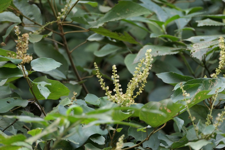 Kampillaka — Mallotus philippensis (Lam.) Müll.Arg.