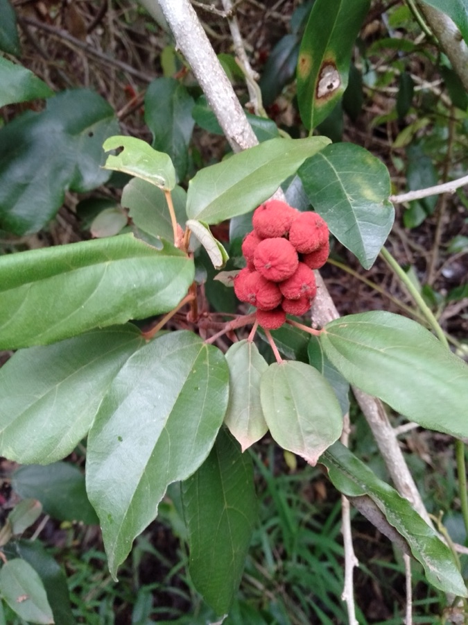 Kampillaka — Mallotus fruit on the tree.