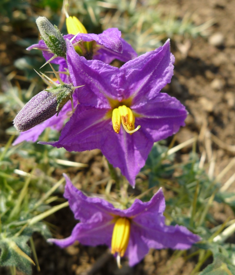 Kantakari — Solanum virginianum