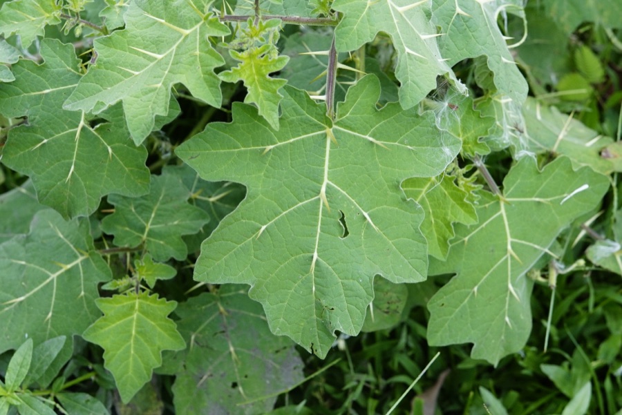 Kantakari — Solanum xanthocarpum @ Muthanga