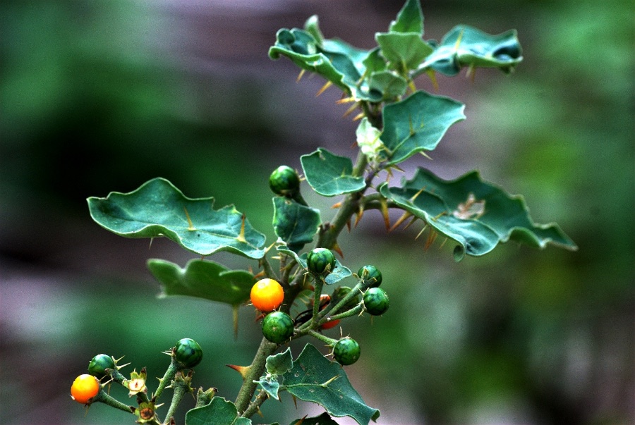 Kantakari — കണ്ടകാരിചുണ്ട-ഇലകൾ-solanum xanthocarpum