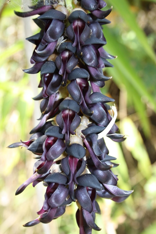Kapikacchu — The beautiful inflorescence of the itchy Mucuna pruriens