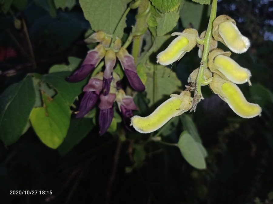 Kapikacchu — Mucuna pruriens_monkey tamarind