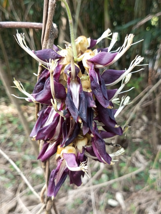 Kapikacchu — Mucuna pruriens