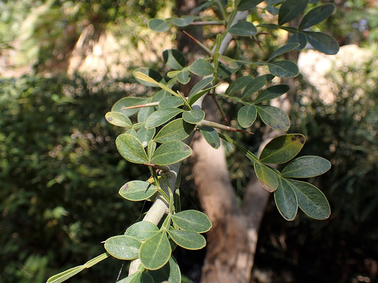Kapittha — Limonia acidissima in Botanical garden of Eilat