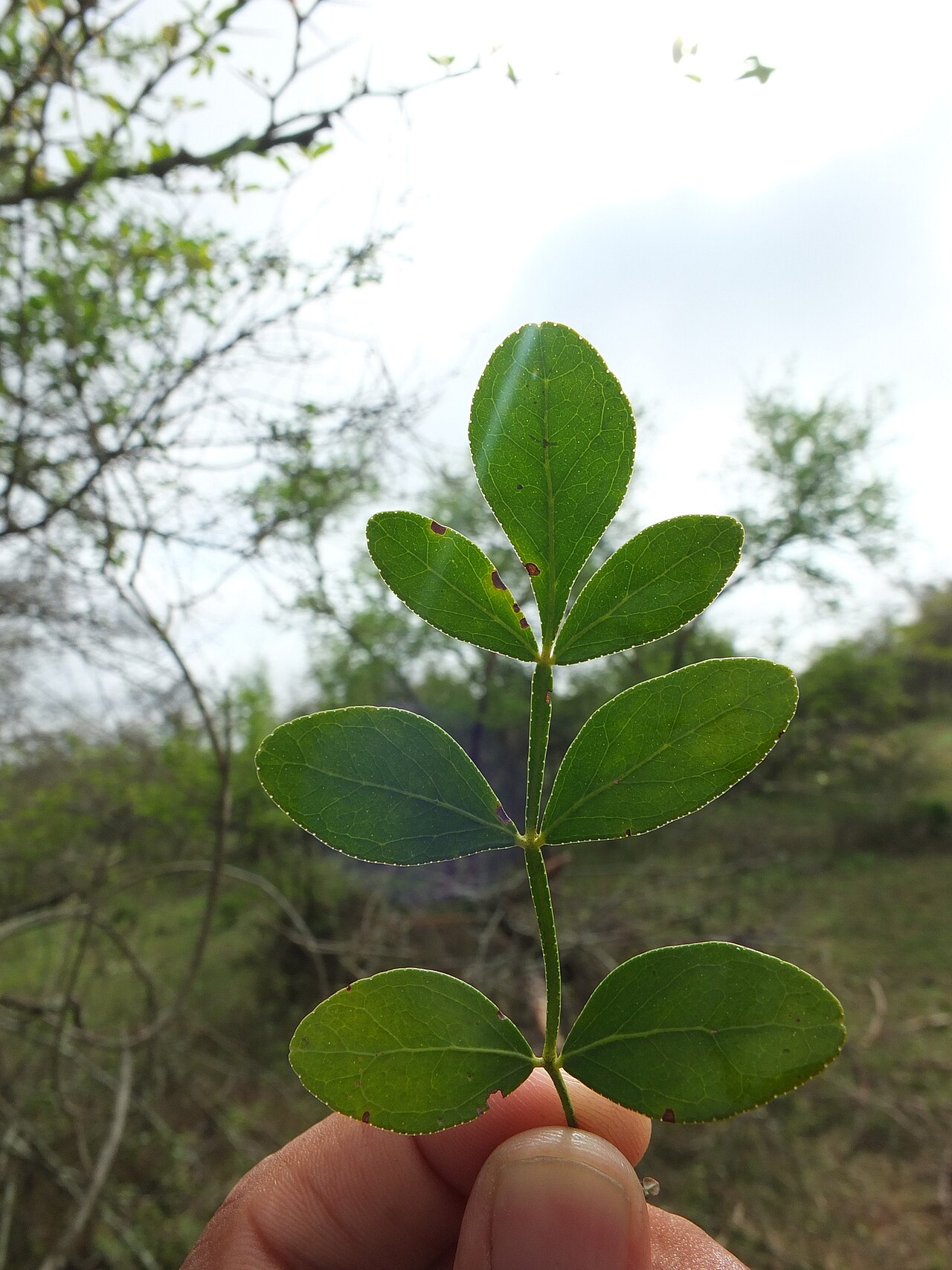 Kapittha — Wood-apple (Limonia acidissima) in India