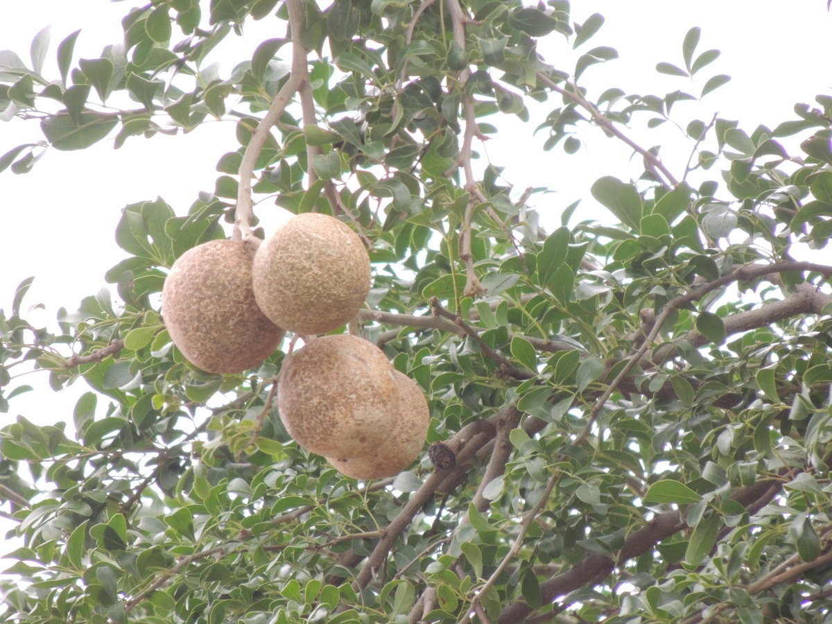 Kapittha — Wood-apple (Limonia acidissima) in India