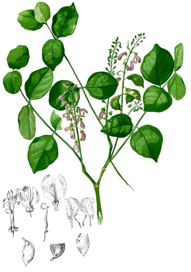 Karanja — Millettia pinnata Plate from book