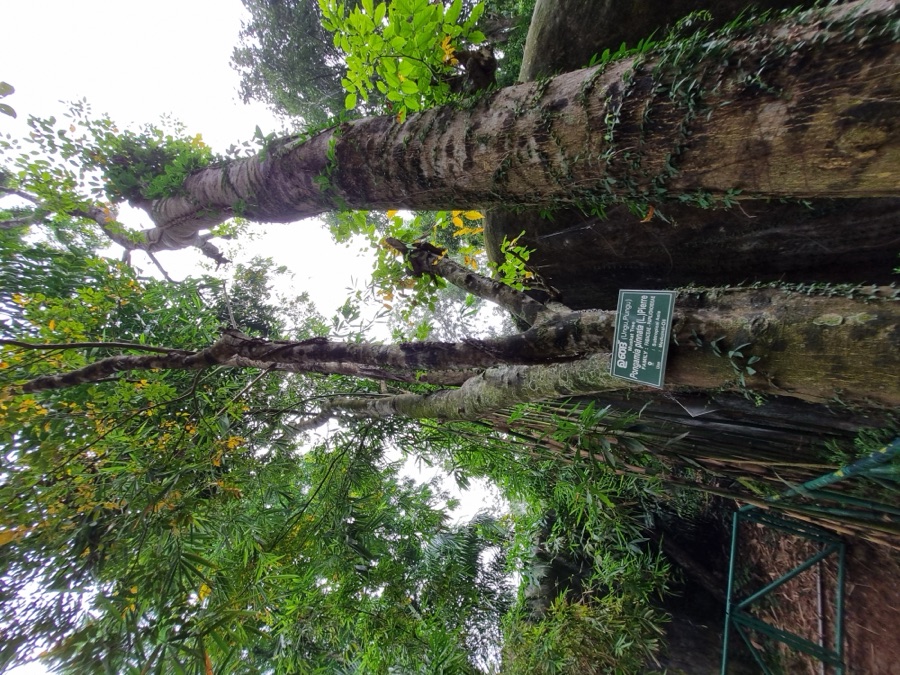 Karanja — Pongamia Pinnata.