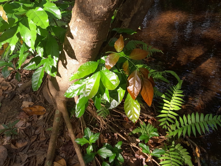 Karanja — Pongamia pinnata growing beside Freshwater Creek near Cairns, Queensland, October 2023