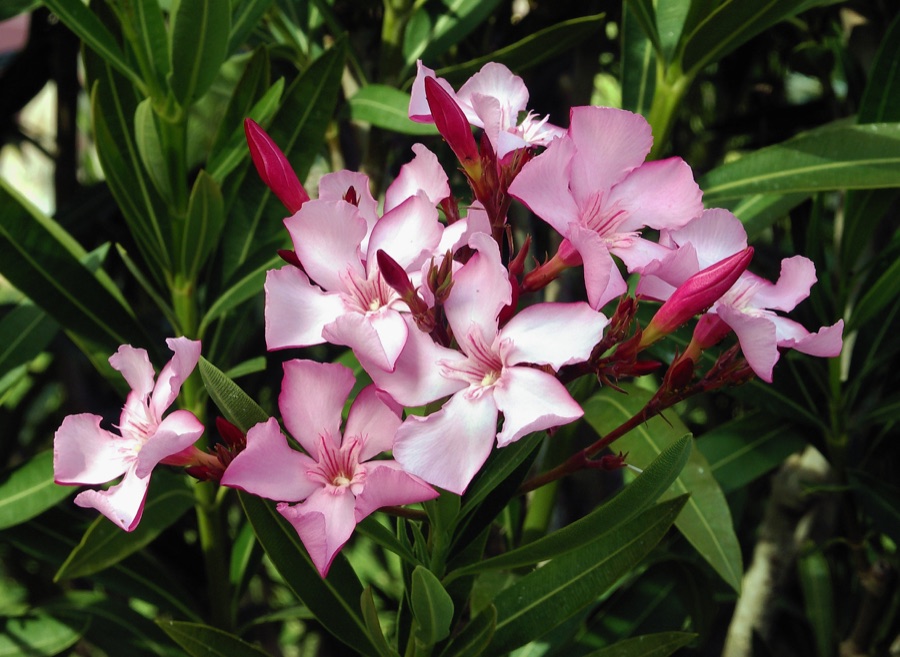 Karavira — Flowers and leaves of Nerium oleander